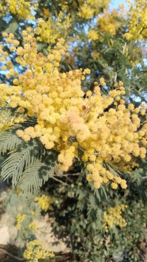Romanyá de la Selva Casa Rural El Refugi Platja D'Aro 4 מראה חיצוני תמונה